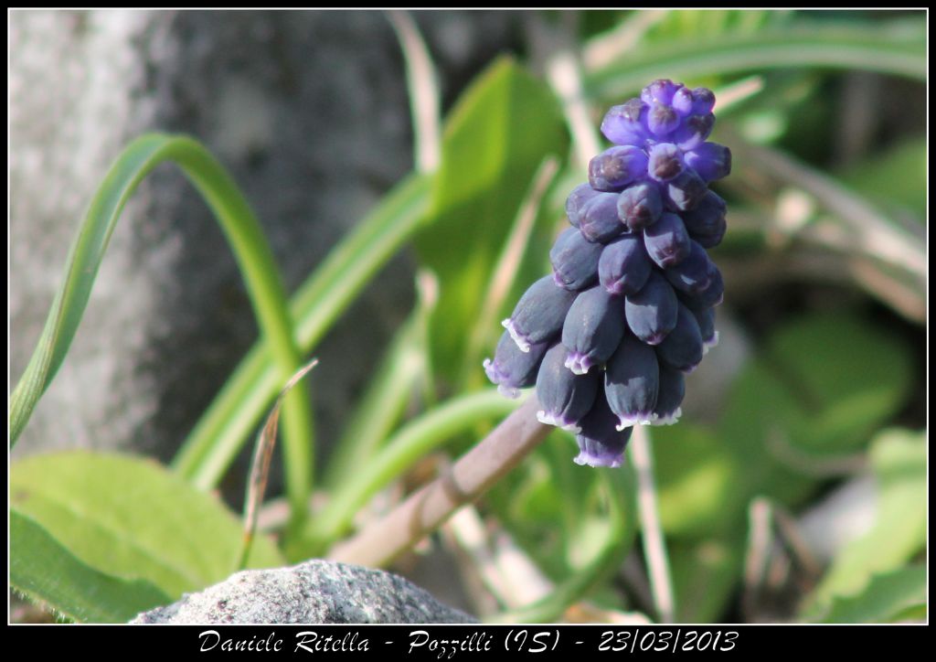 Muscari neglectum